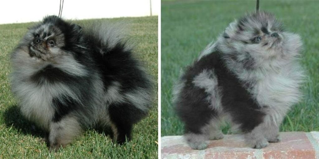 The Colorful History of Merle Pomeranian Dogs