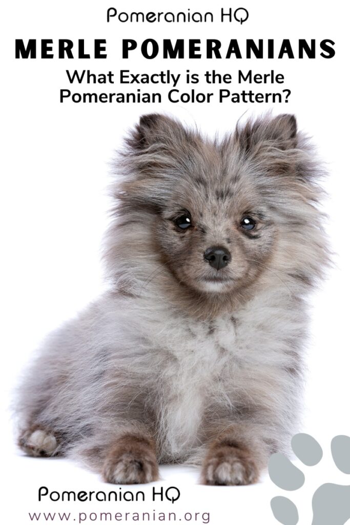 Silver merle sale pomeranian