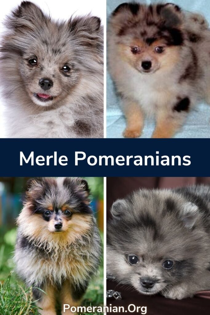 Phantom store merle pomeranian