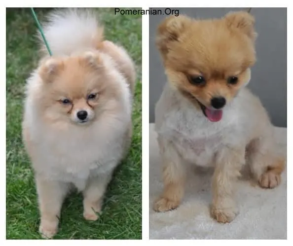 Shaved Pom and Clipped Pomeranian