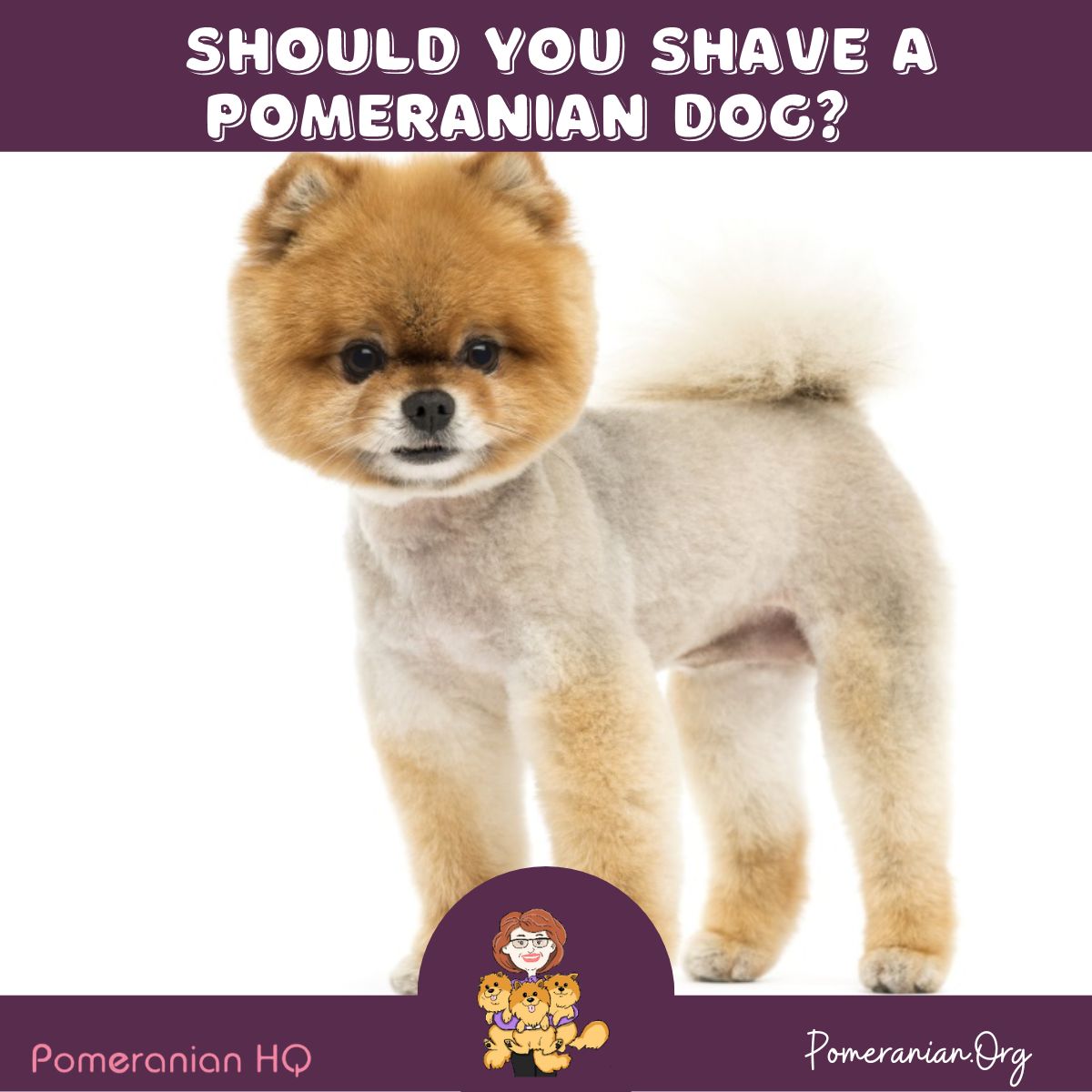 Shaved Pomeranian or Clipped Pomeranian Information