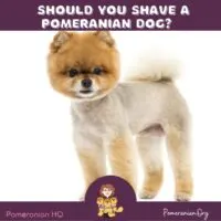 shave a Pomeranian