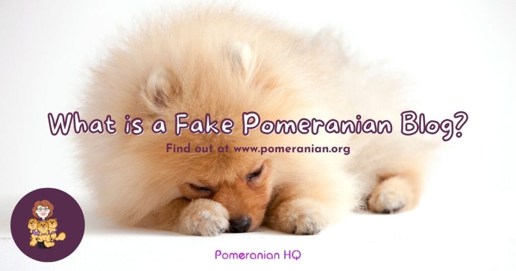 What is a Fake Pomeranian Blog?