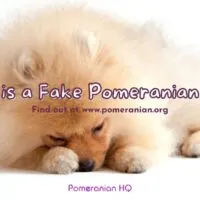 What is a Fake Pomeranian Blog?