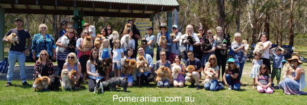 Melbourne Pomeranian Picnic News.