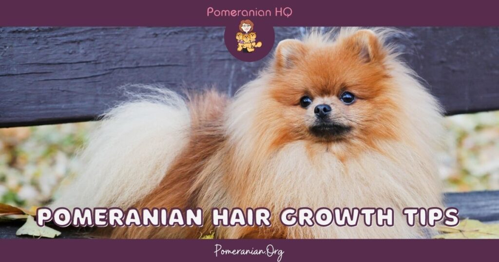 Pomeranian Hair Growth Tips