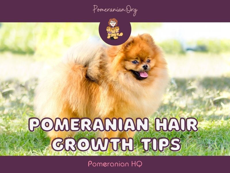 Pomeranian Hair Growth Tips