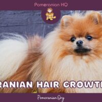 Pomeranian Hair Growth Tips
