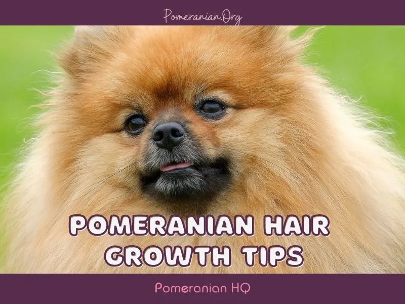 Pomeranian Hair Growth Tips