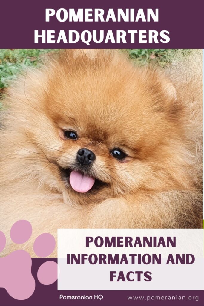 Pomeranian Headquarters