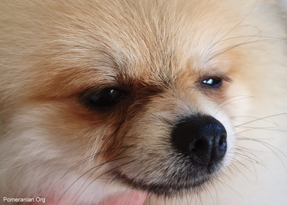 Pomeranian Tear Stains