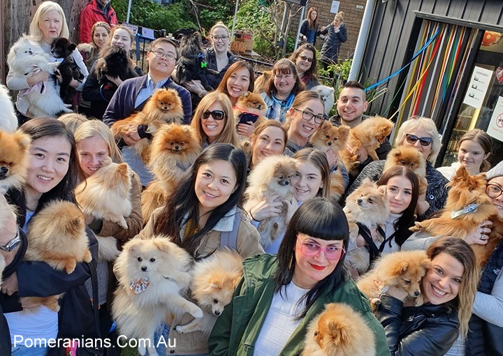 Pomeranian Meet Up Australia