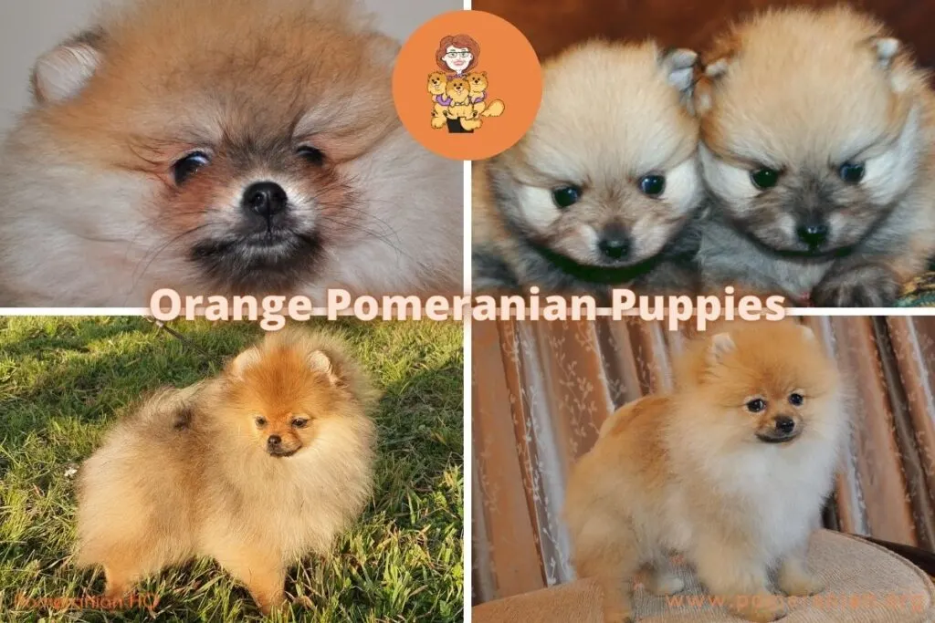 Orange Pomeranian Puppies