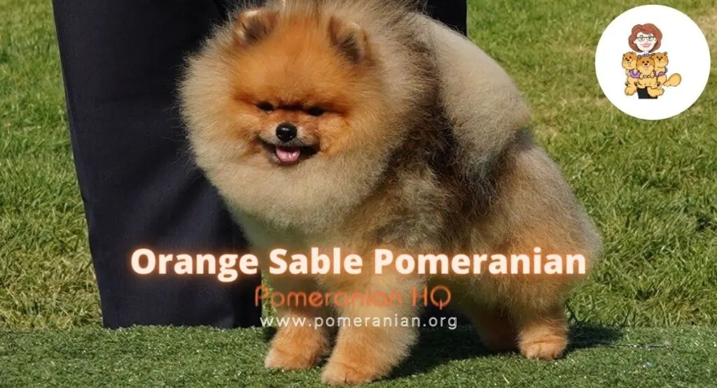 Orange Sable Pomeranian