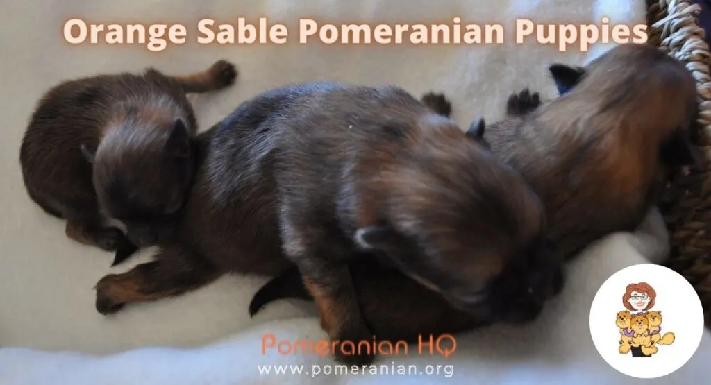 Orange Sable Newborn Pomeranians