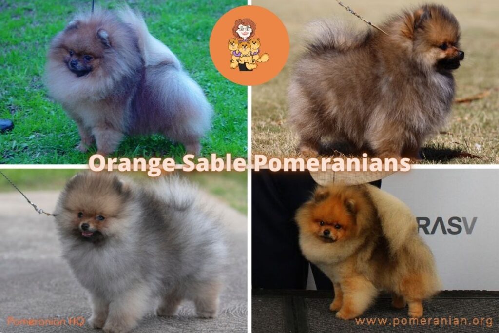 Orange sable hot sale pomeranian puppy