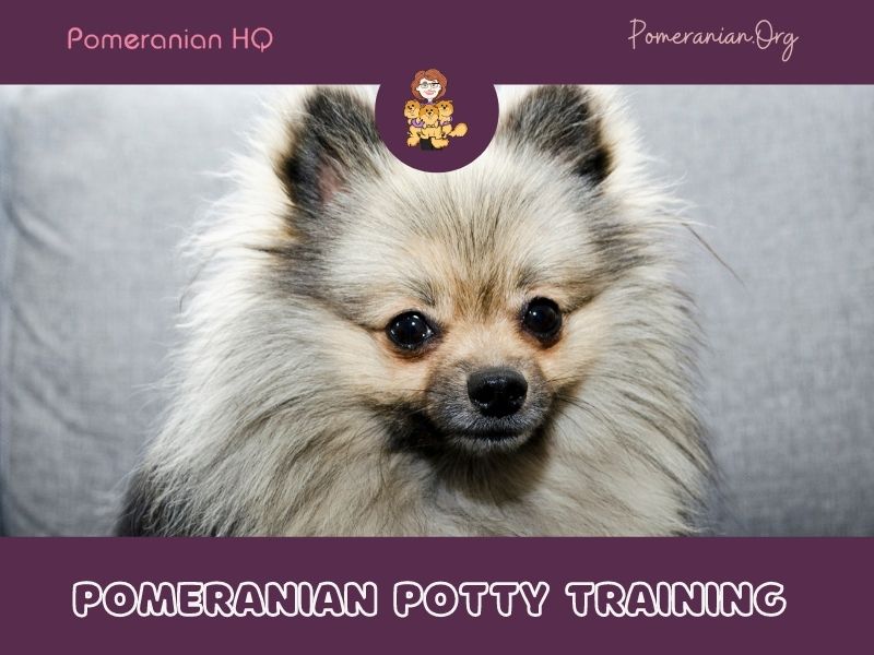 Pomeranian Potty Training