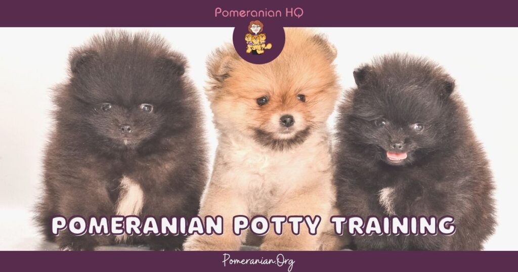 Pomeranian Potty Training