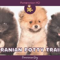 Pomeranian Potty Training