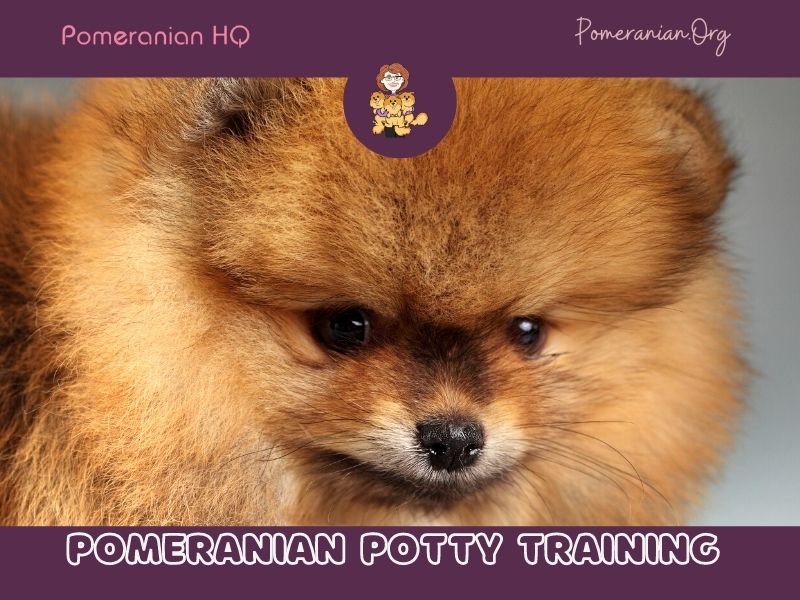 Pomeranian store litter box