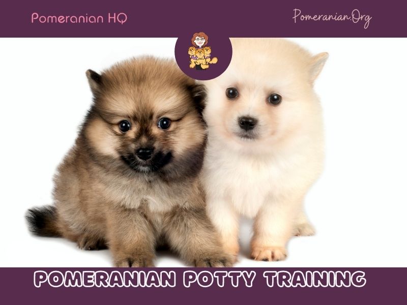 Pomeranian Potty Training