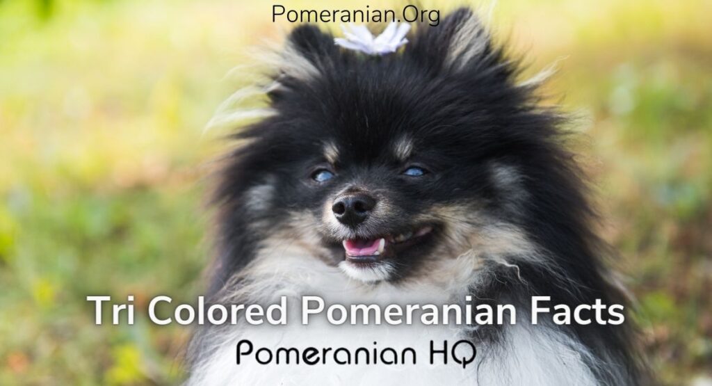 Tri Color Pomeranian