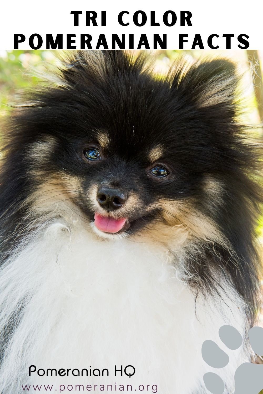 Tri Color Pomeranian Facts