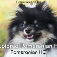 Tri Color Pomeranian