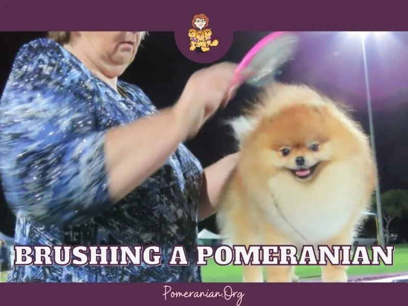 Brushing a Pomeranian