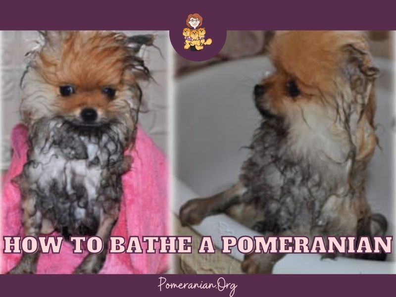 How to Bathe a Pomeranian