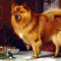 Queen Victoria's Pomeranian Dog Marco