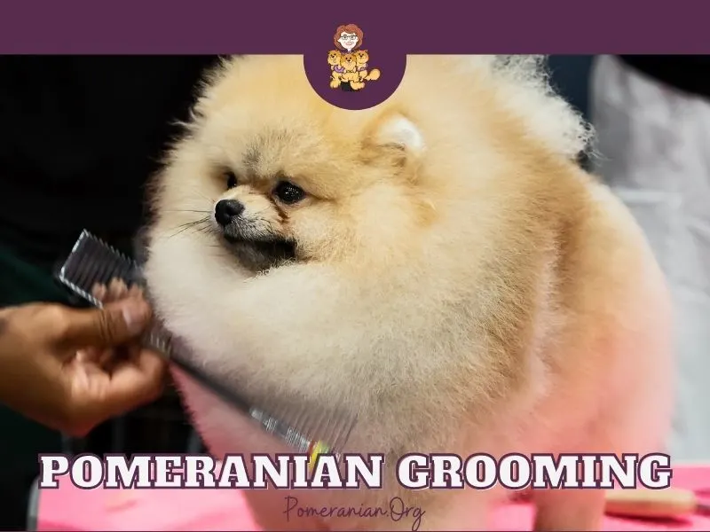 Pomeranian Grooming