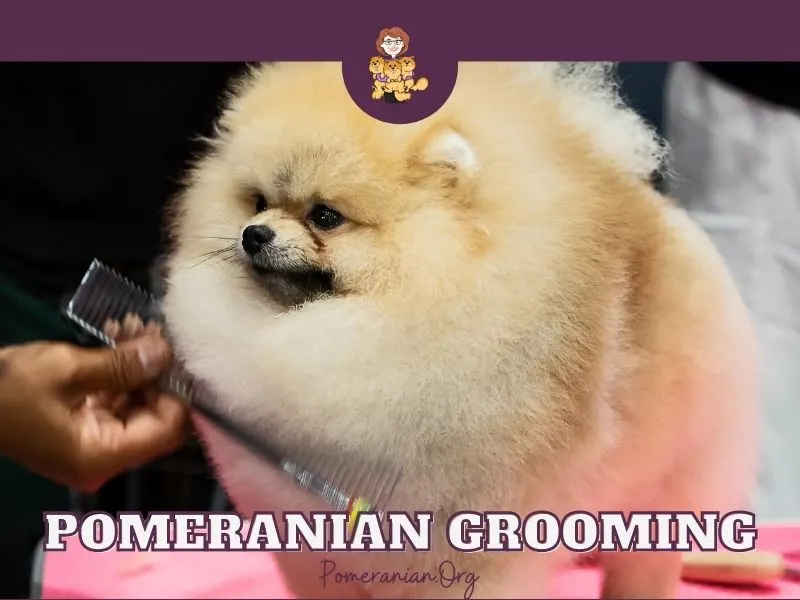 Pomeranian Grooming Explained Learn How to Groom a Pomeranian Dog