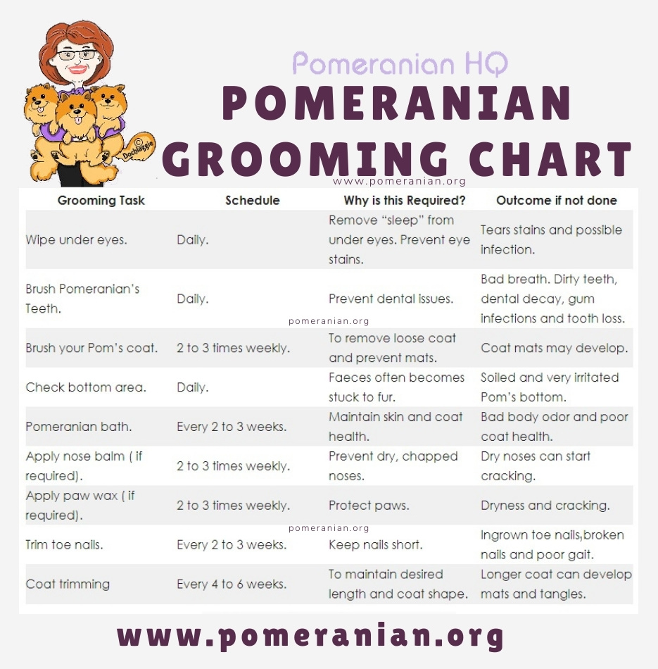 Pomeranian Grooming Chart