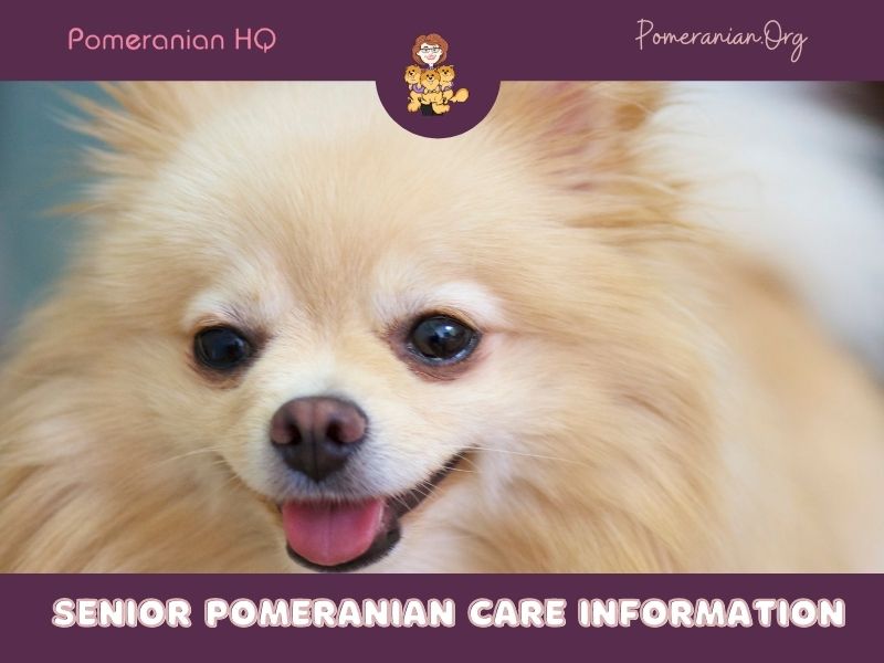 Senior Pomeranian Care