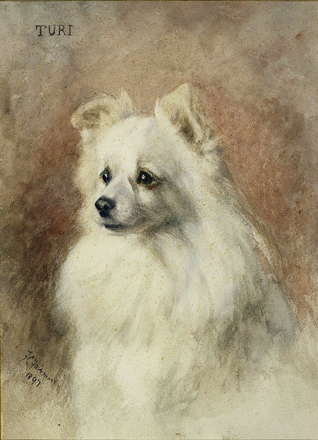 Turi by Frances C. Fairman.jpg Pencil and watercolour portrait painting by Frances C. Fairman (1836-1923), of Turi, a Spitz-Pomeranian terrier. It hangs in the Durbar Corridor of Osborne House, Isle of Wight, UK. The dog belonged to the family of Queen Victoria.