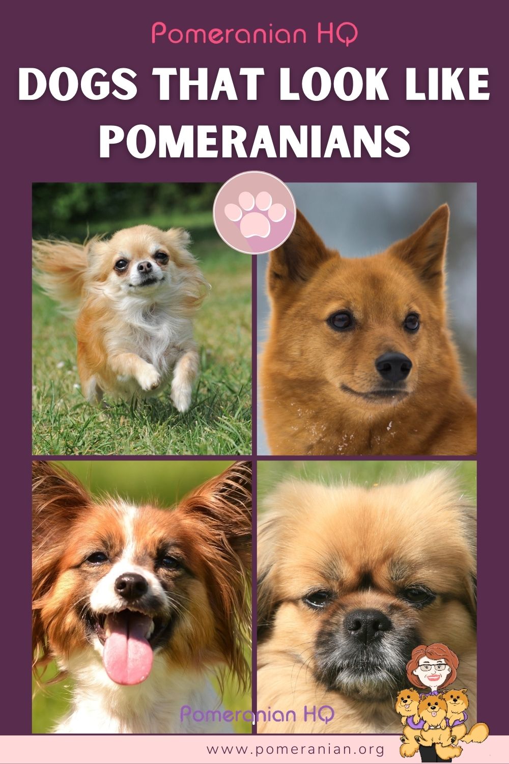 dogs that look like pomeranians