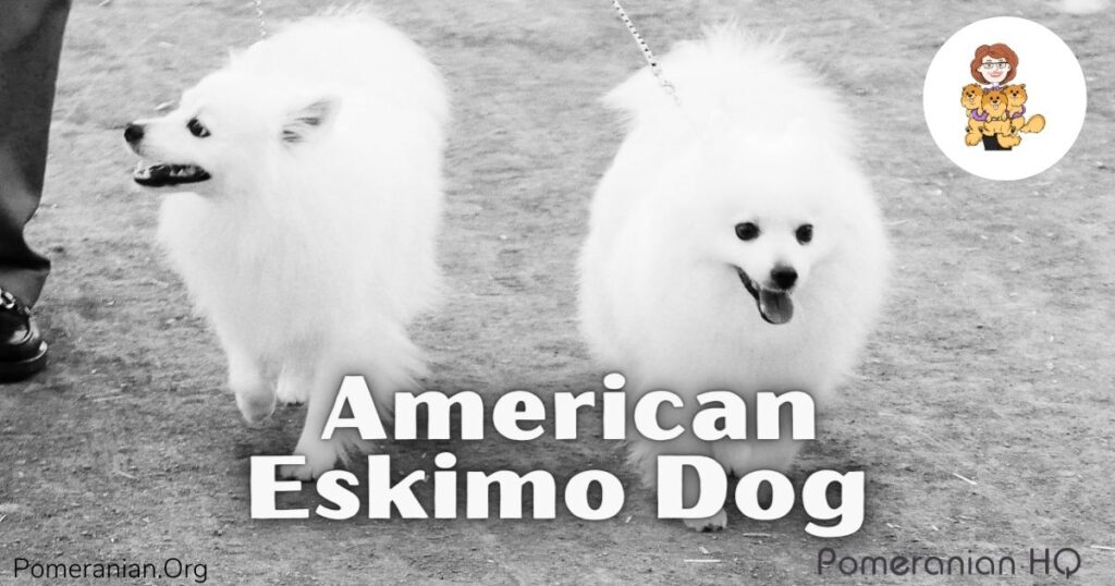 japanese spitz pomeranian