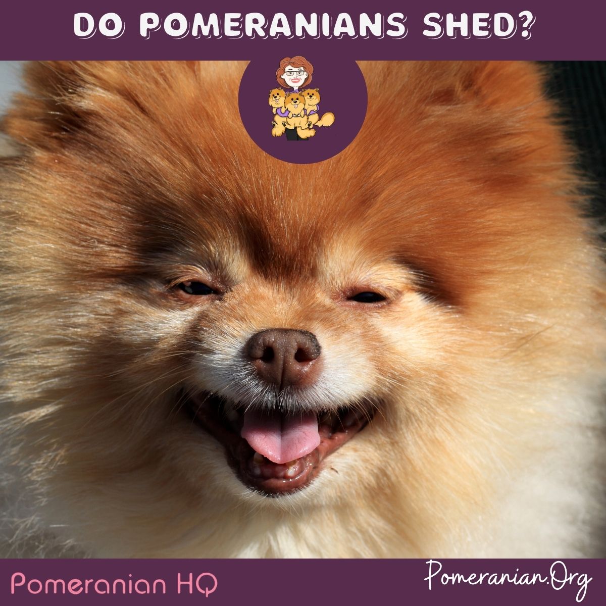 Do Pomeranians Shed?
