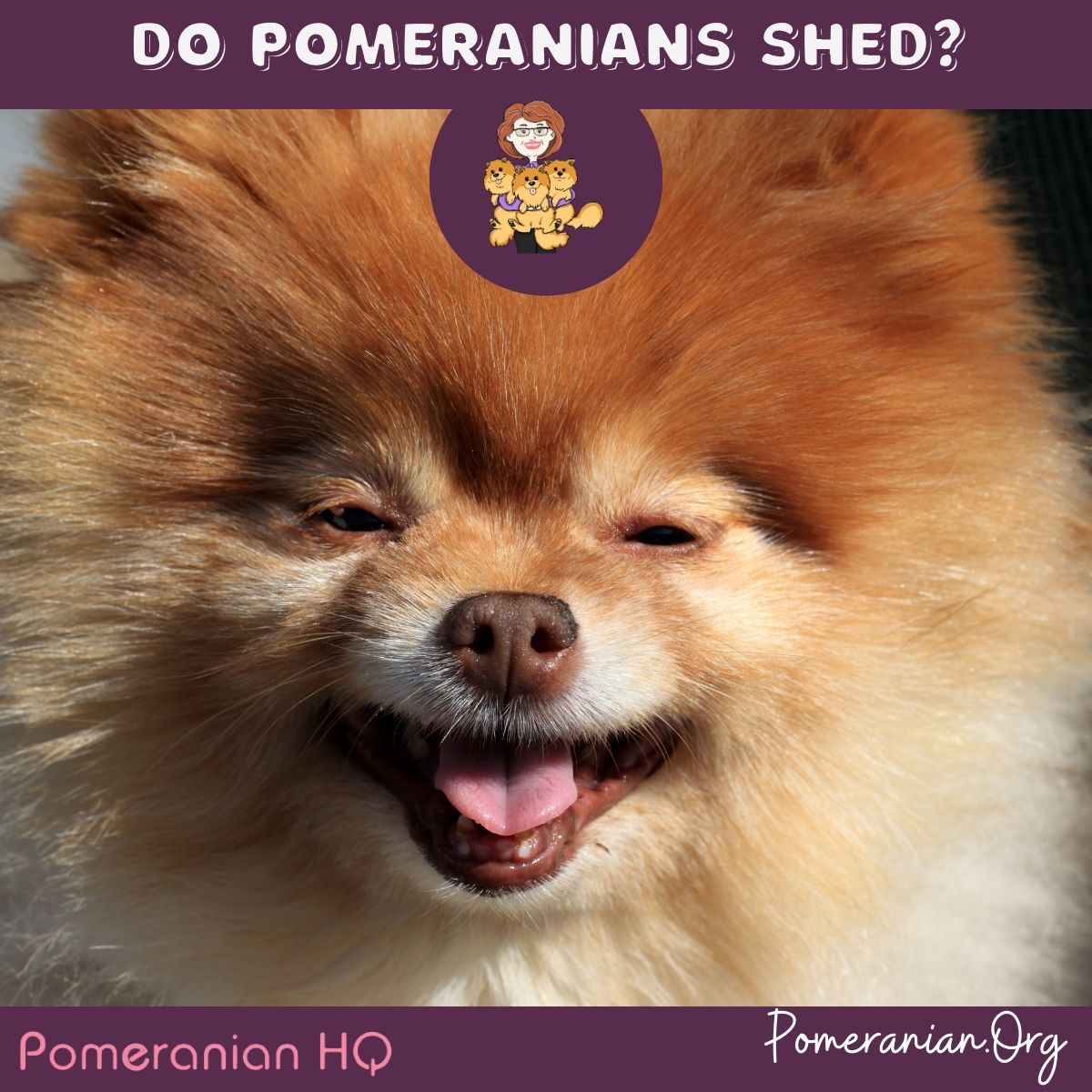 Pomeranian store shedding stage