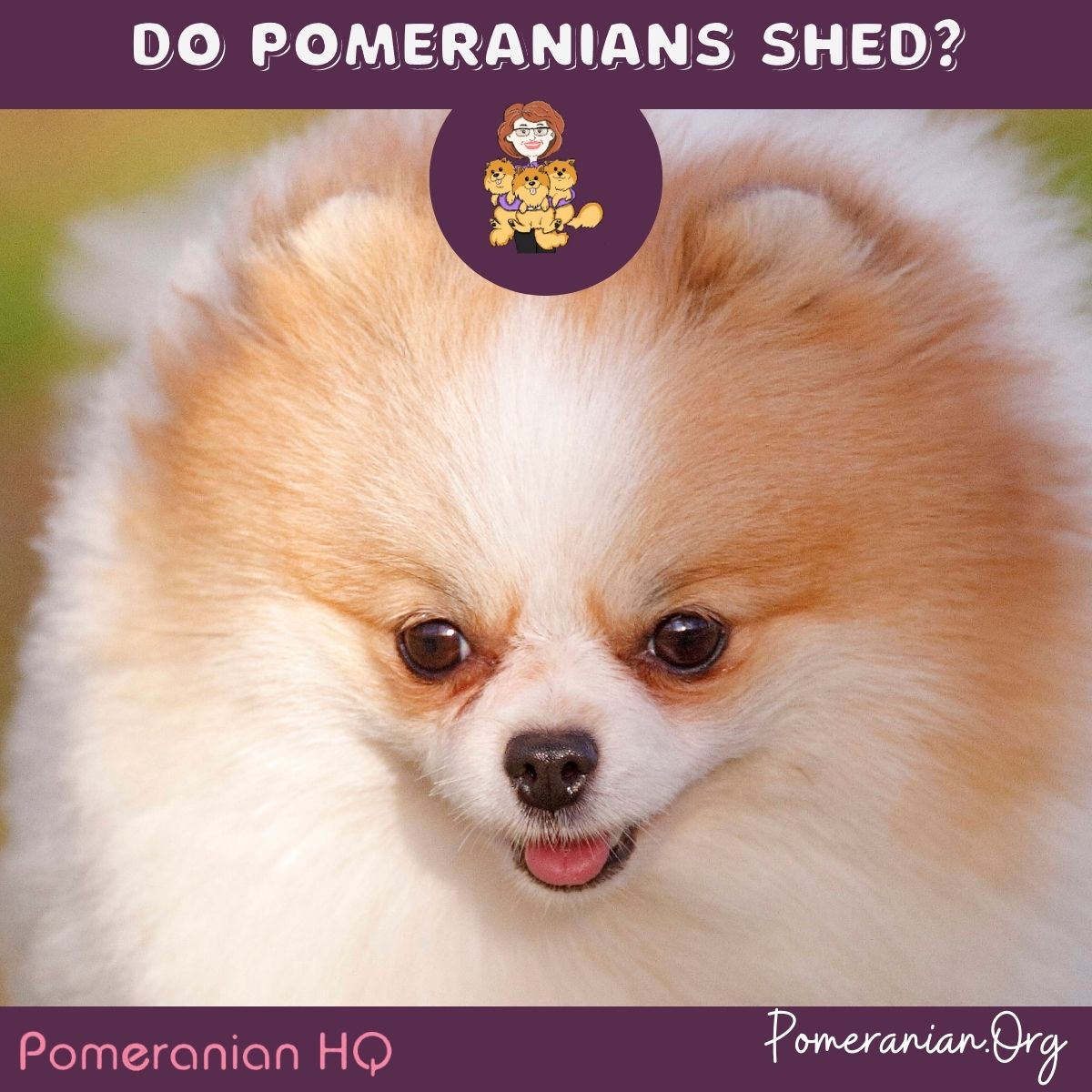 Do pomeranians hot sale moult