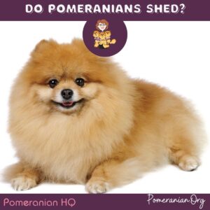 Do Pomeranians Shed?