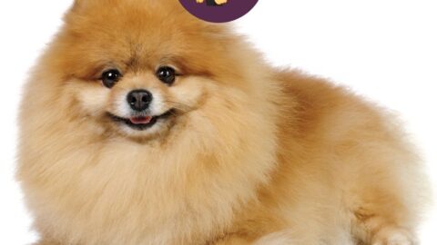 Do Pomeranians Shed?