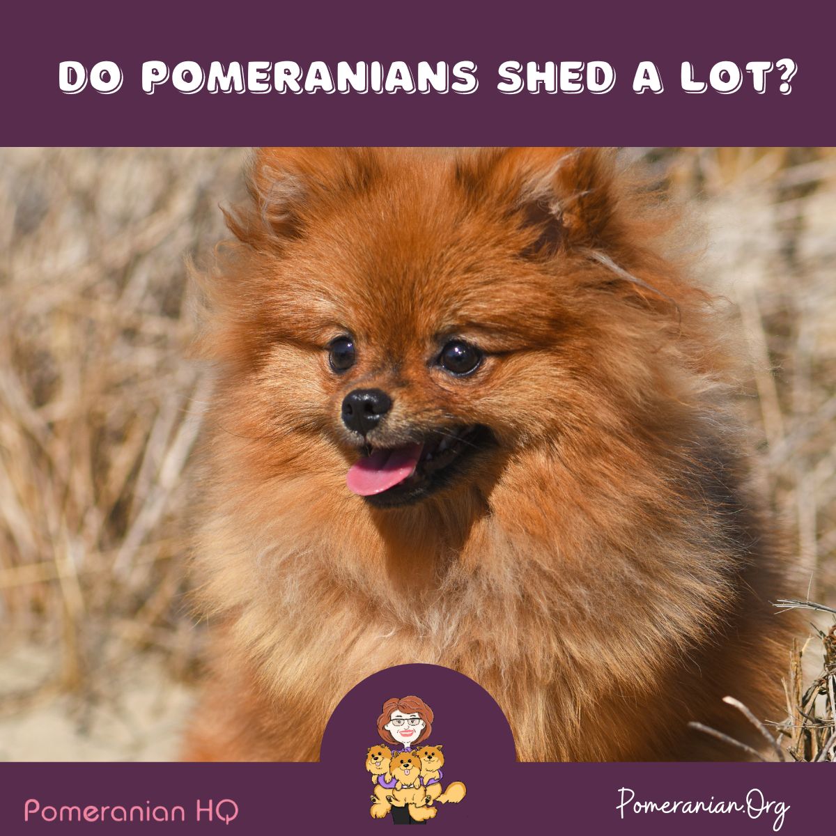 Do Pomeranians Shed A Lot?