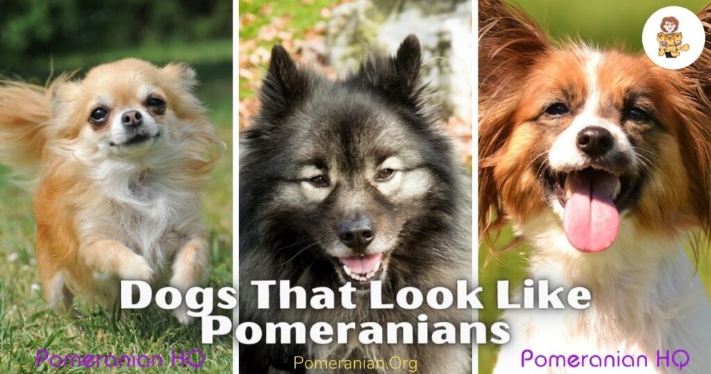 are poms husky dogs