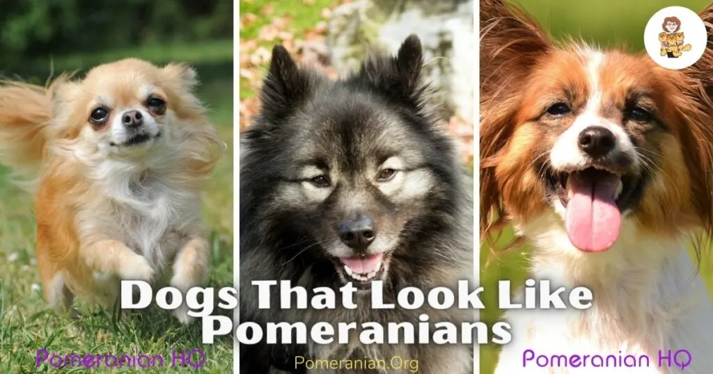 Dogs That Look Like Pomeranians