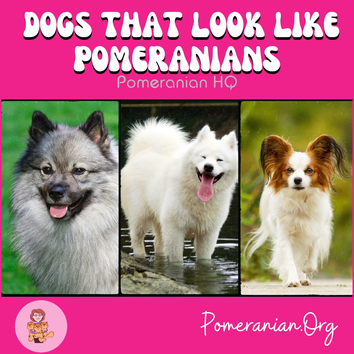 Pomeranian similar sale breeds