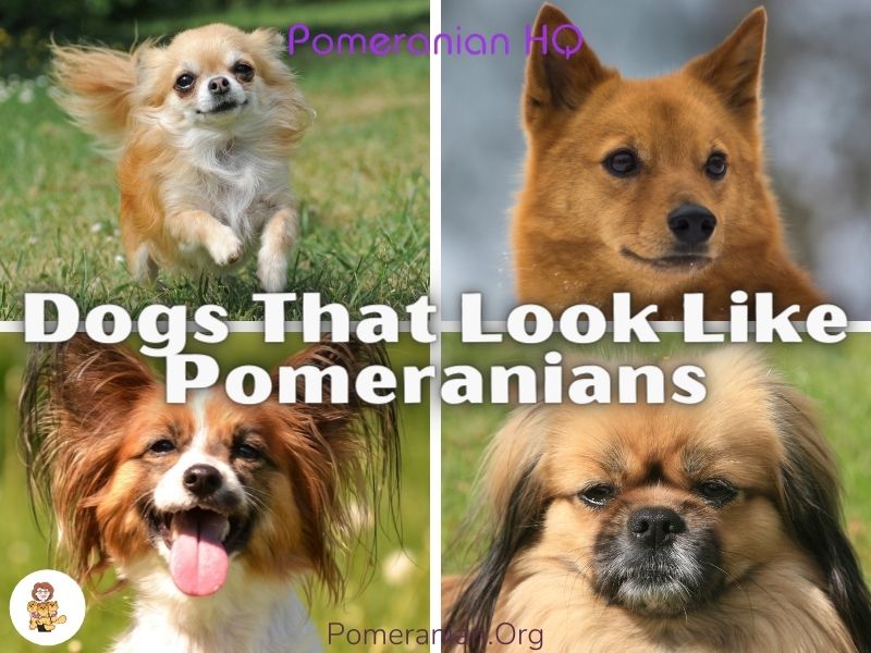 Small dog store breeds like pomeranian