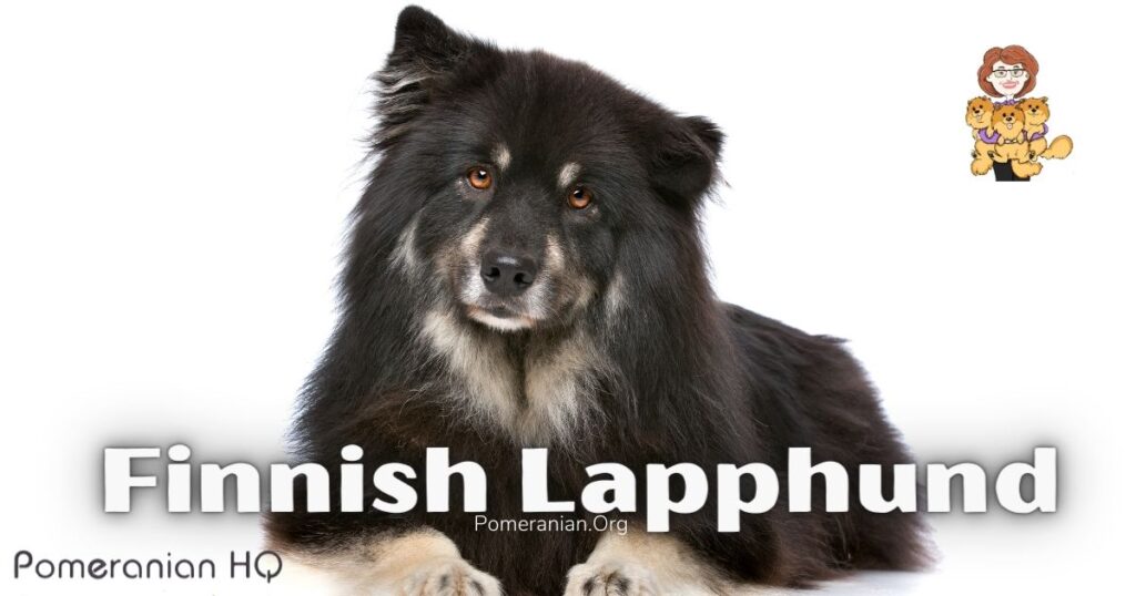 Finnish Lapphund