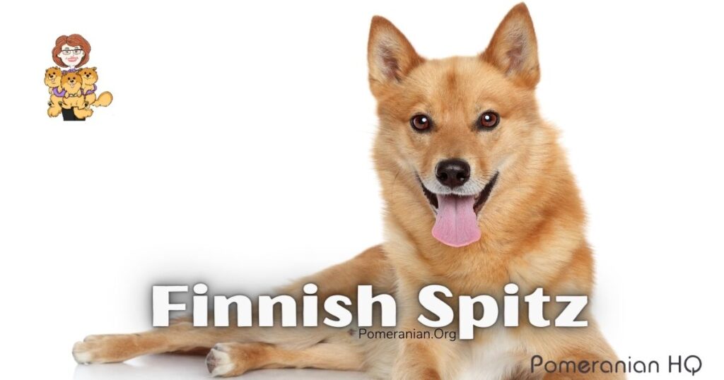 Finnish Spitz